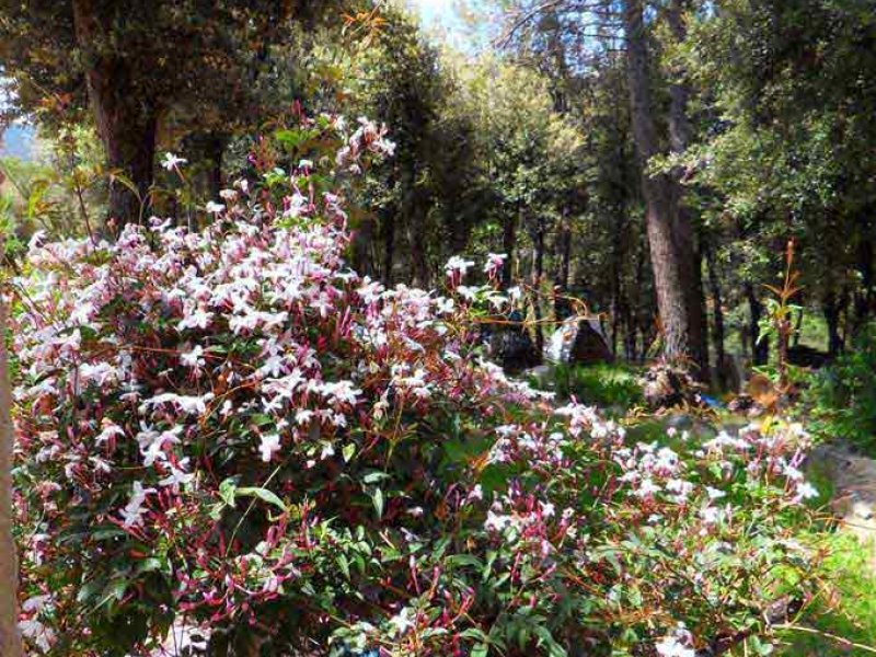 Photo La Cigale Provence